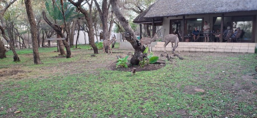 Amazonke